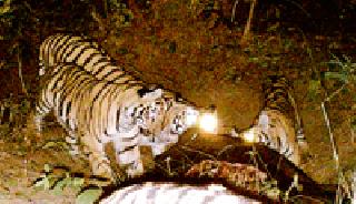 1,313 wild animals in Sindevi forest forest | सिंदेवाही वनपरिक्षेत्रात १ हजार ३१३ वन्यप्राणी 1,313 wild animals in Sindevi forest forest | सिंदेवाही वनपरिक्षेत्रात १ हजार ३१३ वन्यप्राणी