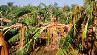 Such a state of banana garden | केळीच्या बागेची अशी अवस्था Such a state of banana garden | केळीच्या बागेची अशी अवस्था