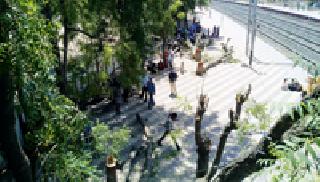 Slaughter of trees ... | वृक्षांची कत्तल...