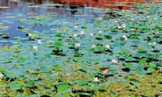 Lotus blooms: | कमळ बहरले : Lotus blooms: | कमळ बहरले :