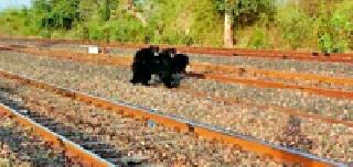 Auswavi's co-worker .. | अस्वलीचे सहकुटुंब दर्शन.. Auswavi's co-worker .. | अस्वलीचे सहकुटुंब दर्शन..