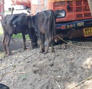 A truck carrying a truck filled with racket | रेडकांनी भरलेला ट्रक पळविणारे अटकेत A truck carrying a truck filled with racket | रेडकांनी भरलेला ट्रक पळविणारे अटकेत