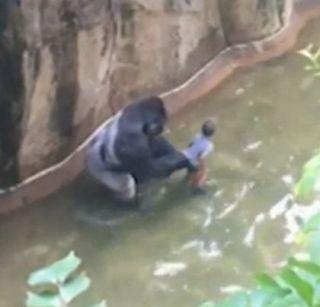 Video - killed Gorilla to save Chimurah | व्हिडिओ - चिमुरड्याला वाचवण्यासाठी गोरिलाला केलं ठार Video - killed Gorilla to save Chimurah | व्हिडिओ - चिमुरड्याला वाचवण्यासाठी गोरिलाला केलं ठार