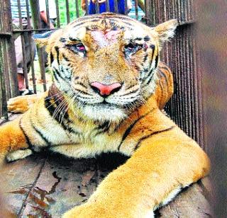 10 tigers die in Vidarbha in two months | विदर्भात दोन महिन्यांत १० वाघांचा मृत्यू 10 tigers die in Vidarbha in two months | विदर्भात दोन महिन्यांत १० वाघांचा मृत्यू