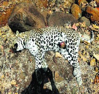 Leopard death due to eating poisonous meat | विषारी मांस खाल्ल्याने बिबट्याचा मृत्यू Leopard death due to eating poisonous meat | विषारी मांस खाल्ल्याने बिबट्याचा मृत्यू