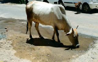 Waterwise Direction: | पाण्यासाठी दाहीदिशा :