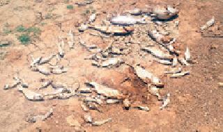 Thousands of fish fish | हजारो मासोळ्यांचा मृत्यू Thousands of fish fish | हजारो मासोळ्यांचा मृत्यू