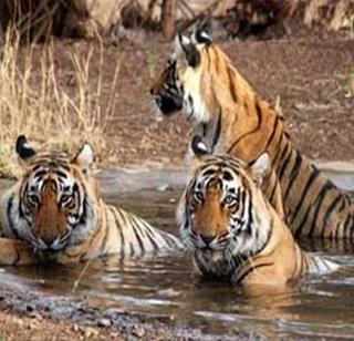 40 dead flocks of tigers found | वाघाचे ४० मृत बछडे आढळले 40 dead flocks of tigers found | वाघाचे ४० मृत बछडे आढळले