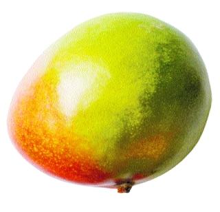 Export of mangoes dropped | आंब्याची निर्यात घसरली Export of mangoes dropped | आंब्याची निर्यात घसरली