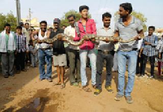 Pygmy swallowed goat | अजगराने केली शेळी गिळंकृत