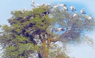 The arrival of migratory birds | स्थलांतरित पक्ष्यांचे आगमन The arrival of migratory birds | स्थलांतरित पक्ष्यांचे आगमन