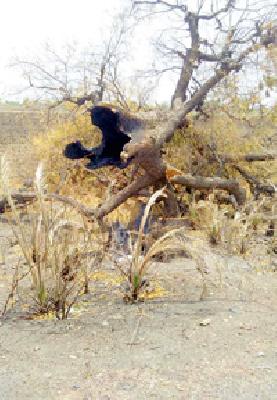 The trees are swaha in the fire | झाडे होताहेत आगीत स्वाहा