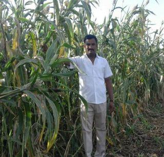 For 15 chickpea jowar cropped birds | १५ गुंठ्यांतील ज्वारीचे पीक दिले पक्ष्यांसाठी For 15 chickpea jowar cropped birds | १५ गुंठ्यांतील ज्वारीचे पीक दिले पक्ष्यांसाठी
