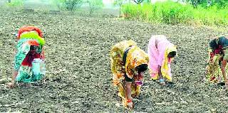 Waiting for the rains | बळीराजाला पावसाची प्रतीक्षा