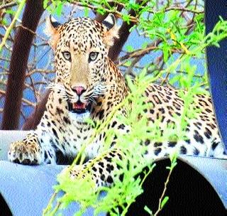 Dip is free communication for a month! | बिबट्याचा महिनाभरापासून मुक्त संचार !