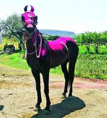 Sinnar's 'Moti' Ajinkya | सिन्नरचा ‘मोती’ अजिंक्य