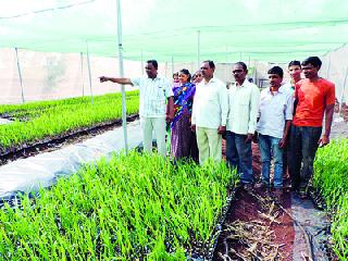 Nursery business created hundreds of families to be self-sufficient! | रोपवाटिका उद्योगामुळे शंभर कुटुंबे बनली स्वयंपूर्ण !