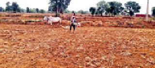 Paddy cultivation: | धान लागवड :