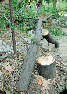 Steal the sandalwood trees in the garden | महाराज बागेतील चंदनाची झाडे चोरीस Steal the sandalwood trees in the garden | महाराज बागेतील चंदनाची झाडे चोरीस