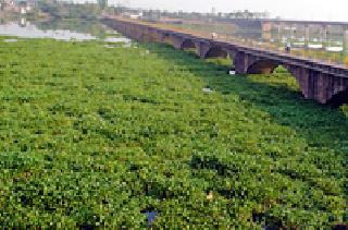 Eradication of the ecosystem !; What about purification? | इकॉर्नियाचे निर्मूलन!; शुद्धीकरणाचे काय?