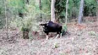 The sanctuary for environmental balance | पर्यावरण संतुलनासाठी अभयारण्य मोलाचे