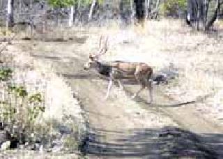 Looking for water ... | पाण्याच्या शोधात...
