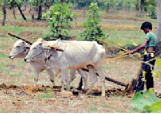 The bulls are ready to feed the soils | मातीत राबण्यास बैल झाले सज्ज The bulls are ready to feed the soils | मातीत राबण्यास बैल झाले सज्ज