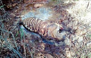 After two months, the 'mysterious' death of 'Tiger' is always going on | दोन महिन्यानंतरही ‘त्या’ वाघाच्या मृत्यूचे गूढ कायमच After two months, the 'mysterious' death of 'Tiger' is always going on | दोन महिन्यानंतरही ‘त्या’ वाघाच्या मृत्यूचे गूढ कायमच