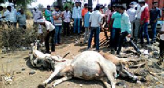 Four oxygen deaths in a grinding stone | कोंबून नेताना चार बैलांचा मृत्यू Four oxygen deaths in a grinding stone | कोंबून नेताना चार बैलांचा मृत्यू