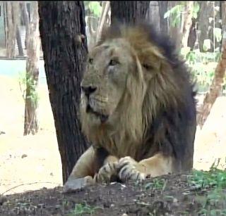 Lions imprisoned as people hunted | माणसांची शिकार केली म्हणून सिंहांना कैद Lions imprisoned as people hunted | माणसांची शिकार केली म्हणून सिंहांना कैद