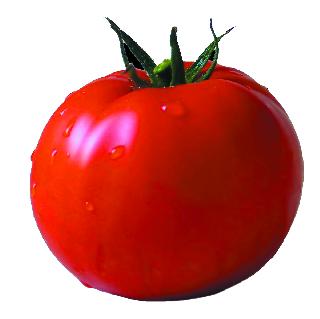 Gold price for tomato this year | टोमॅटोला यंदा सोन्याचा भाव Gold price for tomato this year | टोमॅटोला यंदा सोन्याचा भाव