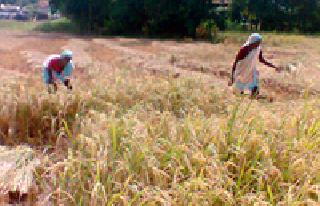 Farmers in five talukas are deprived of insurance | पाच तालुक्यातील शेतकरी विम्यापासून वंचित