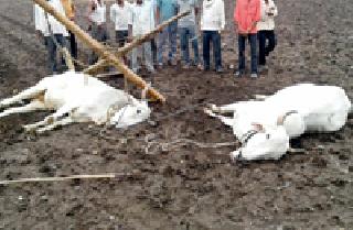 Electricity kills the bullocks with the touch of the wires | वीज तारांच्या स्पर्शाने बैलजोडी ठार Electricity kills the bullocks with the touch of the wires | वीज तारांच्या स्पर्शाने बैलजोडी ठार