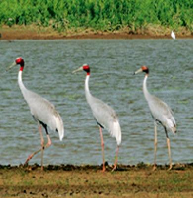 35 cranes found in the district | जिल्ह्यात आढळले ३५ सारस