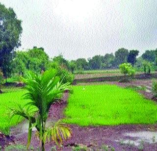 Raising 50% of the rice sown in Raigad district | रायगड जिल्ह्यातील ५० टक्के भात पेरण्या पूर्ण