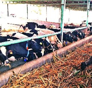 21 sticks to death of Manathan | मलठणला २१ जनावरांचा तडफडून मृत्यू 21 sticks to death of Manathan | मलठणला २१ जनावरांचा तडफडून मृत्यू