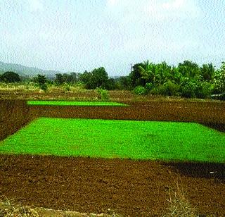 Growing Rosewood | पावसाने बहरल्या रोपवाटिका Growing Rosewood | पावसाने बहरल्या रोपवाटिका