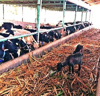 'Move those animals' | ‘त्या’ जनावरांचे स्थलांतर करा