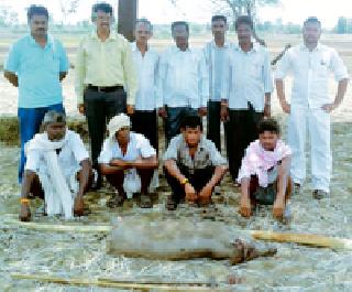 Four accused arrested in Randukar hunting case | रानडुकराच्या शिकार प्रकरणी चार आरोपींना अटक Four accused arrested in Randukar hunting case | रानडुकराच्या शिकार प्रकरणी चार आरोपींना अटक