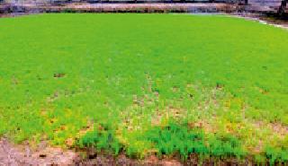 Farmers' life span | शेतकऱ्यांचा जीव टांगणीला Farmers' life span | शेतकऱ्यांचा जीव टांगणीला