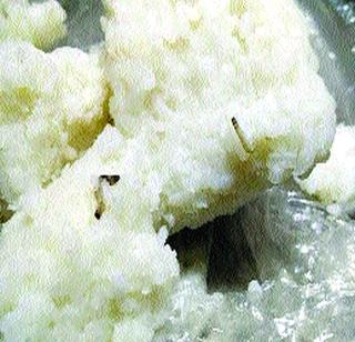 Larvae in school nutrition | शालेय पोषण आहारात अळ्या