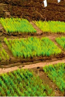 In the district only 0.12% sowing of Kharif | जिल्ह्यात खरिपाची केवळ ०.१२ टक्के पेरणी