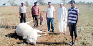 Three poisonous animals were filled with poisonous fines | विषयुक्त चाऱ्याने तीन जनावरे दगावले Three poisonous animals were filled with poisonous fines | विषयुक्त चाऱ्याने तीन जनावरे दगावले