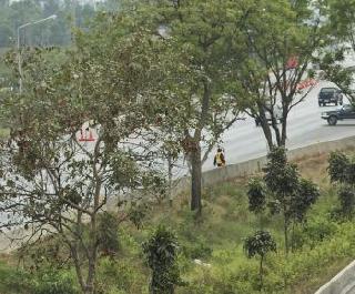 Where did one lakh trees on the highway? | महामार्गावरील एक लाख झाडे गेली कुठे ? Where did one lakh trees on the highway? | महामार्गावरील एक लाख झाडे गेली कुठे ?