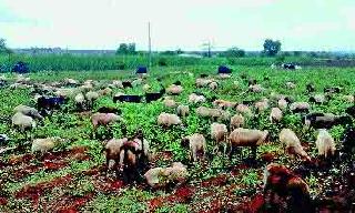 Fox cubs for sheep | मेंढ्यांना चाऱ्याचा पाहुणचार