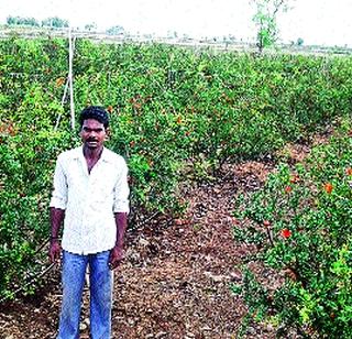 Tanker base for Akolite Horticulture | अकोलेत फळबागांना टँकरचाच आधार Tanker base for Akolite Horticulture | अकोलेत फळबागांना टँकरचाच आधार