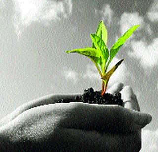 Scarcity of trees in the district! | वृक्षलागवडीसाठी जिल्ह्यात रोपांचा तुटवडा! Scarcity of trees in the district! | वृक्षलागवडीसाठी जिल्ह्यात रोपांचा तुटवडा!