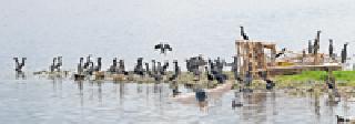 Bird's School: | पक्ष्यांची शाळा : Bird's School: | पक्ष्यांची शाळा :