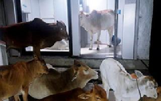 Marked cattle market full of Aheri ATM centers | अहेरीच्या एटीएम केंद्रात भरला मोकाट गुरांचा बाजार Marked cattle market full of Aheri ATM centers | अहेरीच्या एटीएम केंद्रात भरला मोकाट गुरांचा बाजार