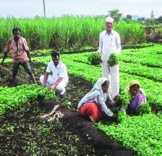 Fifteen months in the month of fenugreek | मेथीने दिले महिन्यात सव्वा लाख